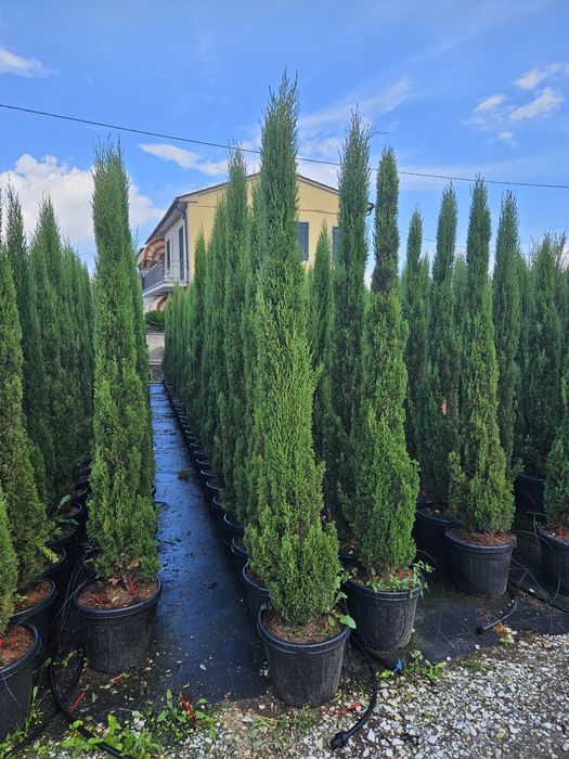 Cupressus sempervires toate dimensiunile