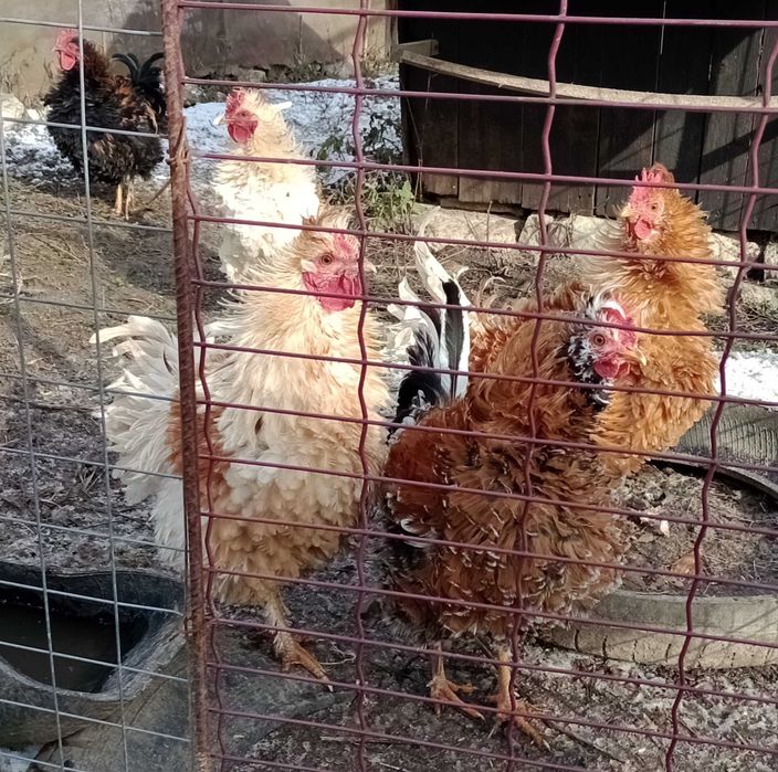 vand cocosi de rasa frezat