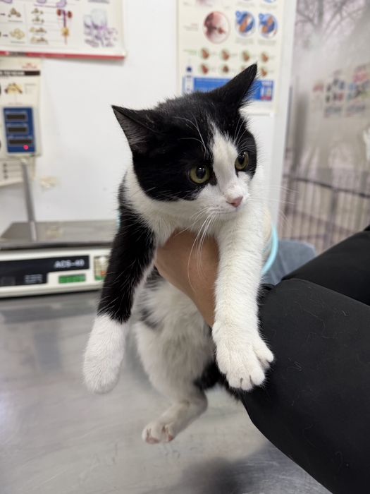 В очень добрые руки с любящим сердцем.