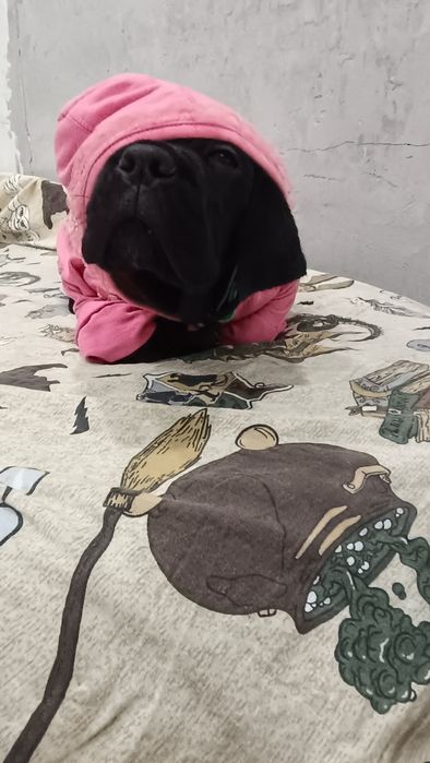 Щенок породы Кане Корсо