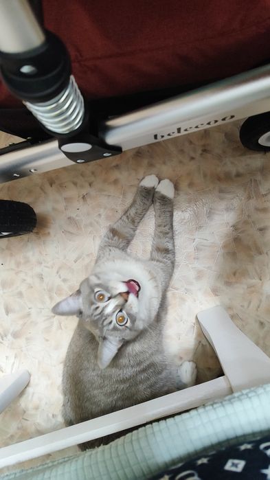 Отдам кота в добрые руки