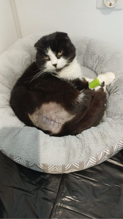 A doua sansa pentru Sasha! Pisica pentru adoptie