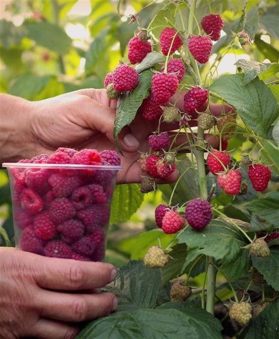 Малина кучати сотилади. .100%ишончли. 60 минг нархи.