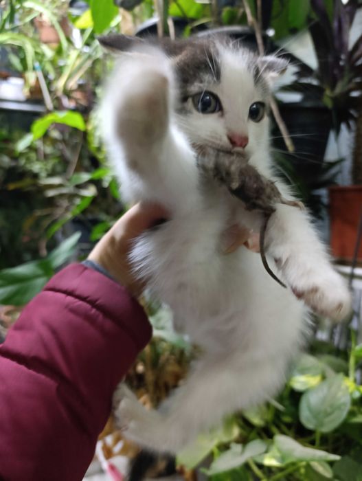 Котята в хорошие руки