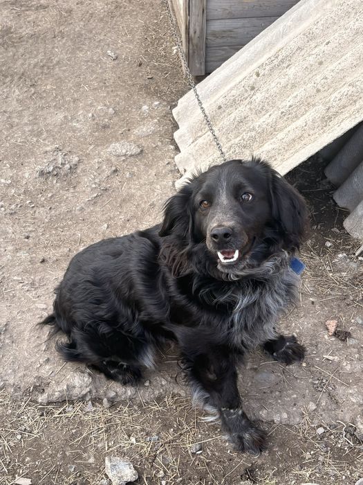 Отдам в добрые руки