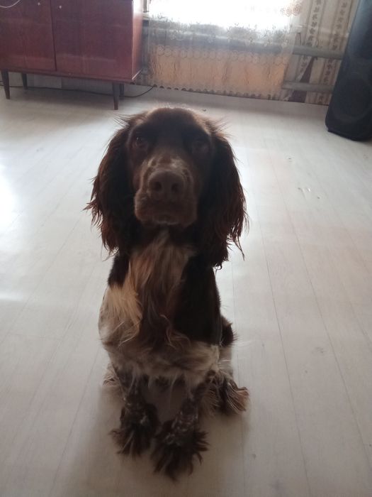 Ищем невесту для красавца рабочего спаниеля.