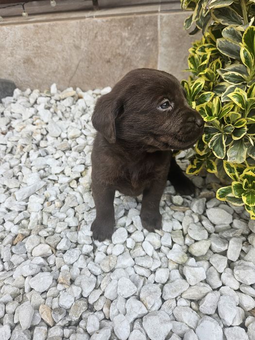 Femela Labrador Ciocolatiu