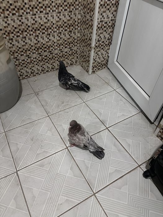 Голуби бакинцы самка самец мрамор чилкар