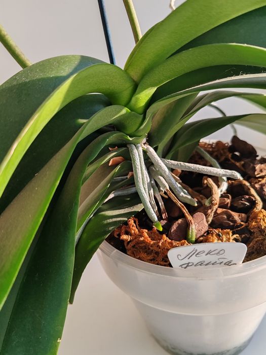 Орхидея фаленопсис