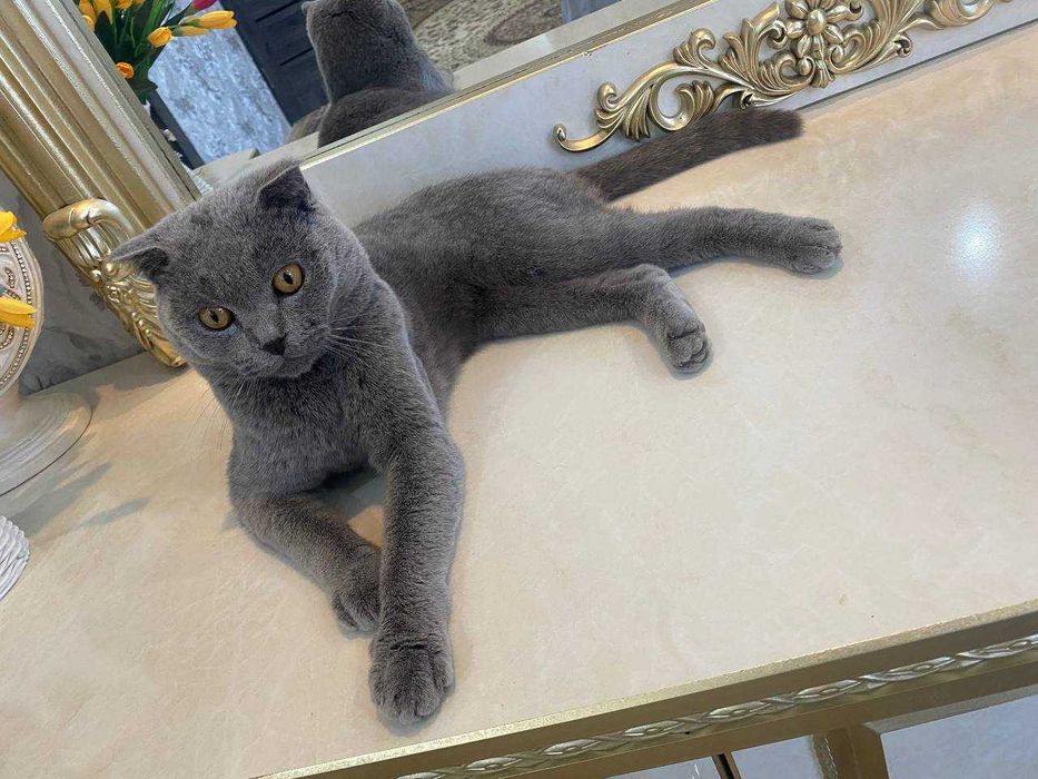 Scottish fold (Erkak) toza qon