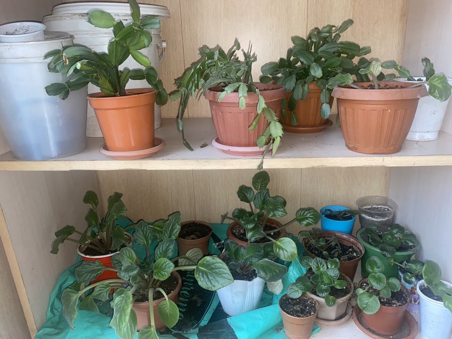 Комнатные расстение. Цветы.