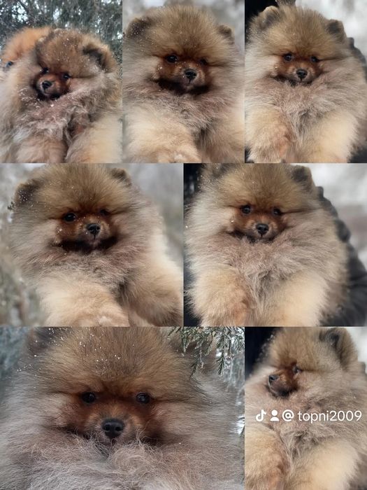 Остался один красавчик