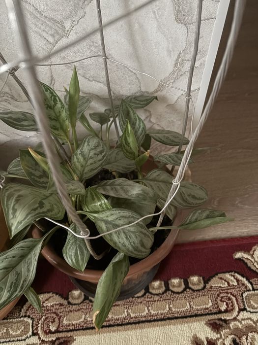 Продам цветы в хорошем состоянии