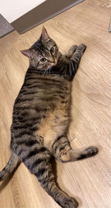 кот в добрые руки