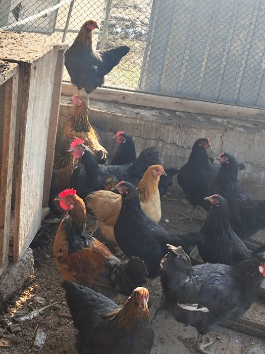 Куры тауыки продам.