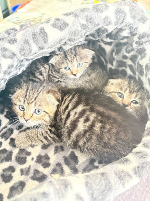 Вислоухие котята