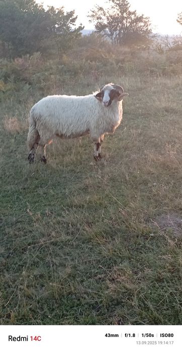 De vînzare Mior   Foarte blînd