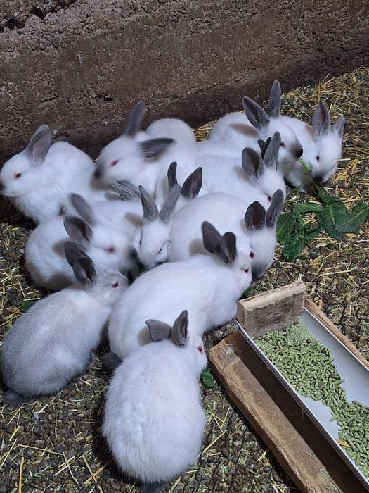 Кролчата Калифорния