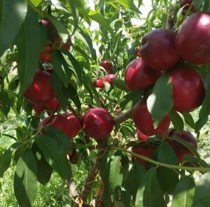 Шафтол кучатлар бор 100% К..