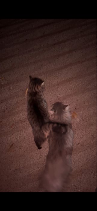 Семью для взрослого кота