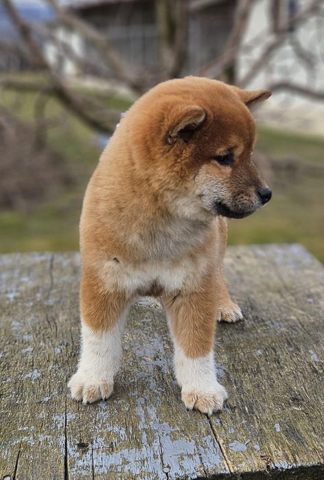 Băiat Shiba cu pedigree