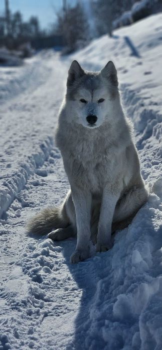 Собака Маламут/хаски