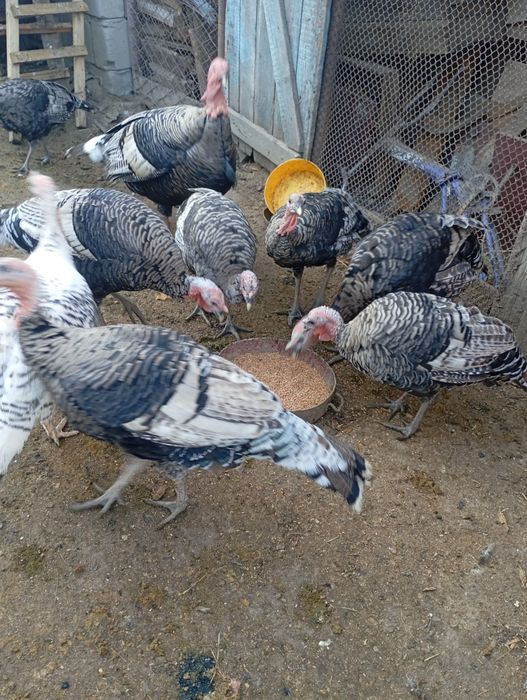 Индюки Бронза самцы