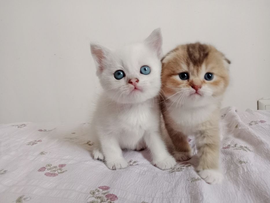 Роскошные Котята  колор Поинт