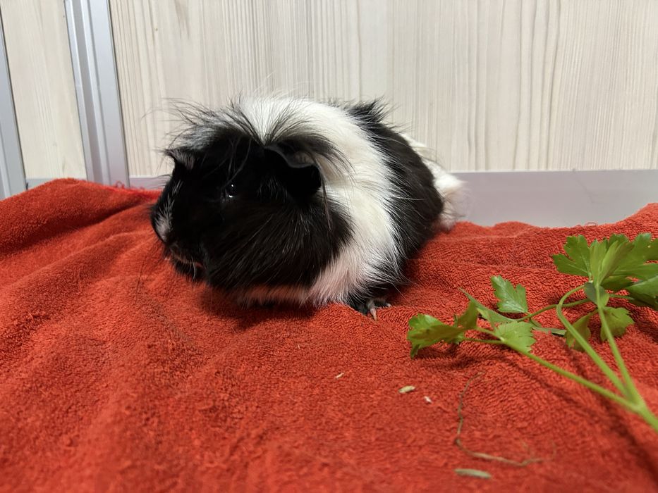 Donez 2 porcusori de guineea, impreuna cu ei vand cusca si accesoriile necesare.