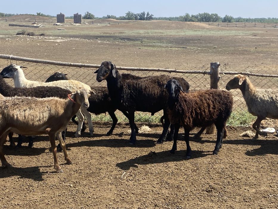 Продам баран и коз!