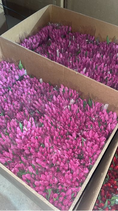 Тюльпаны на 8 марта