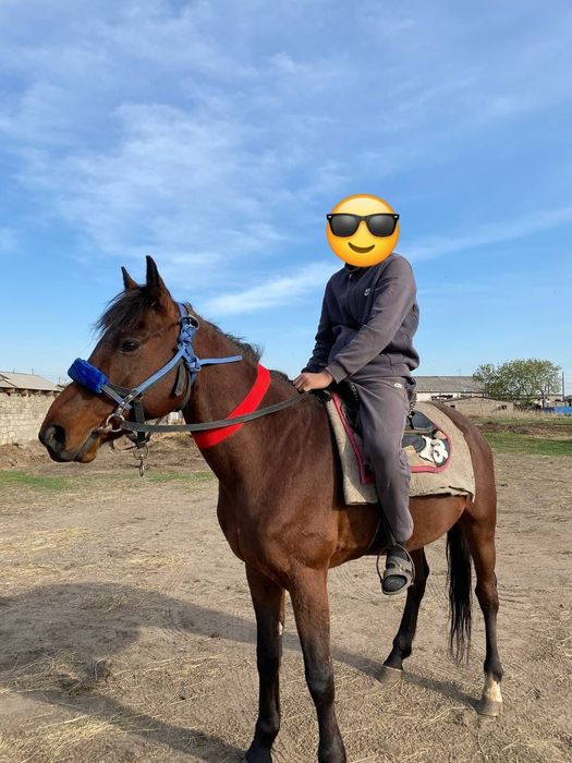 Продам жеребца ездового