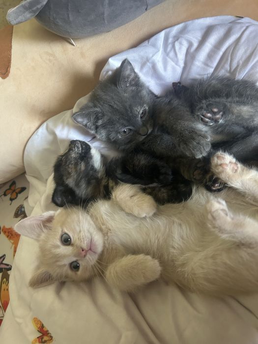 Котята вислоухие