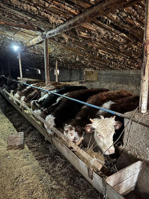 падсос быр жастан аскан