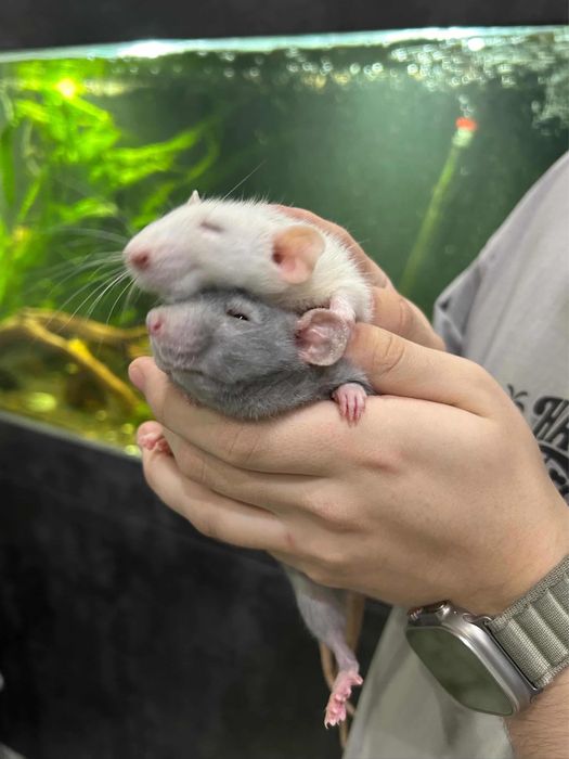 Продам комплект Крсят,Клетку и комплектующие