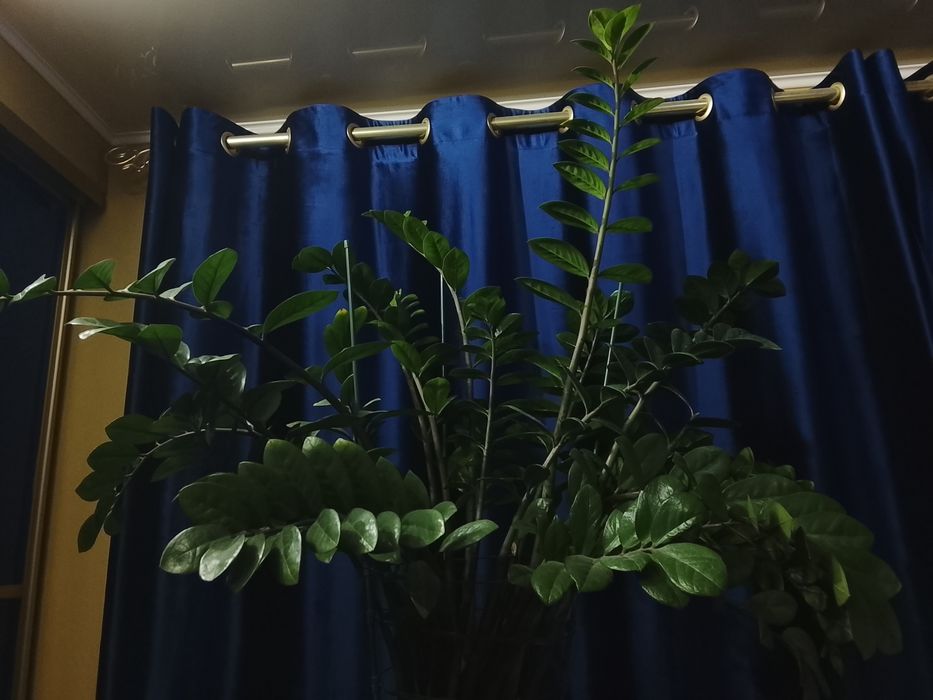 Замиокулькас ( Долларовое дерево)