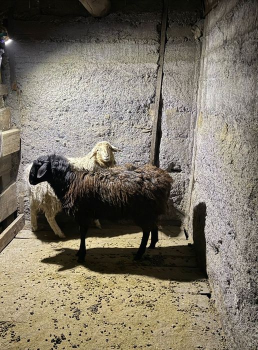 Продам баранов .