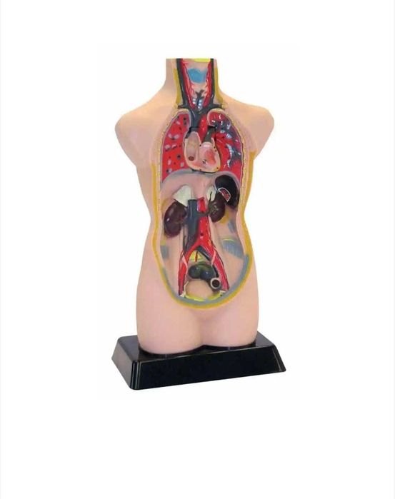 Mulaj tors uman, Edu-Toys, 50 cm
