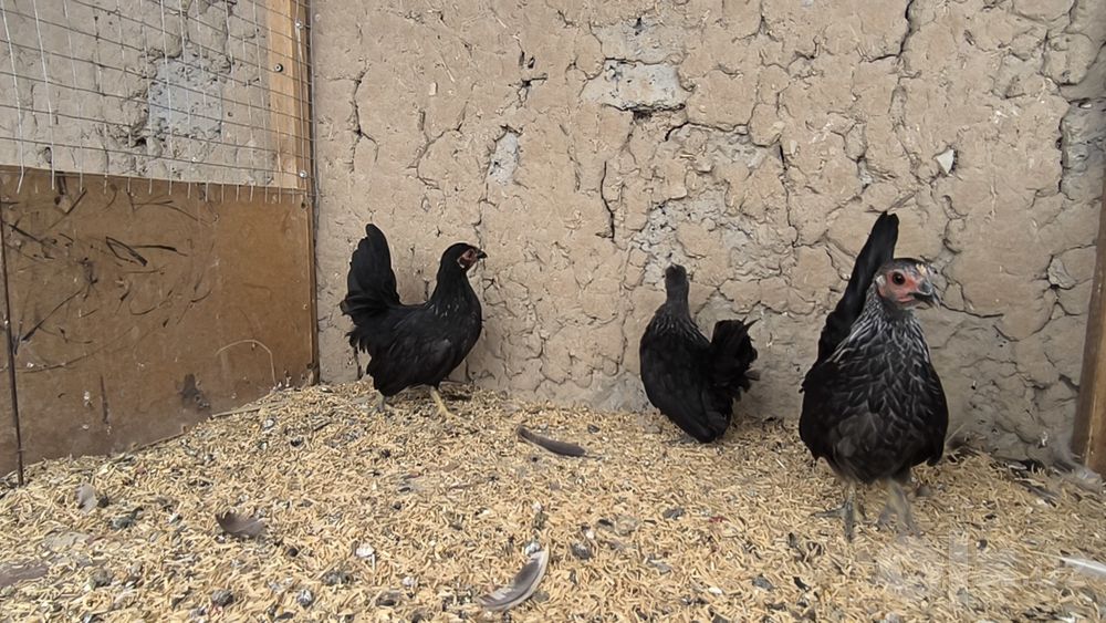 Samuray shabo makiyonchala sotiladi manzil Toshkent shahri