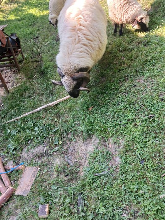 Berbec și oi de vânzare