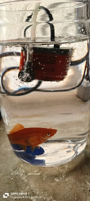 Аквариумная рыбка