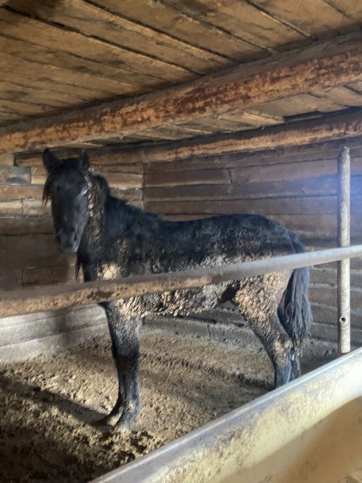 Откормда тұрған құнан