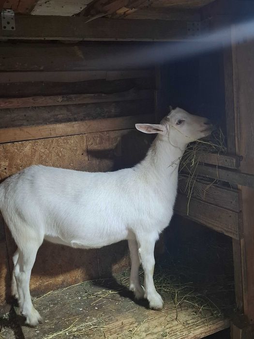 2 Ieduțe de vânzare
