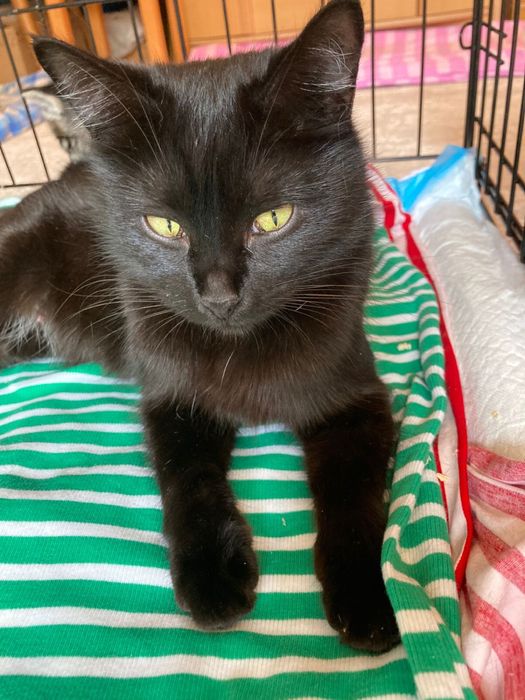 Котики в добрые руки