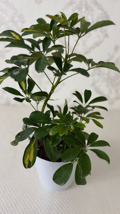 Цветы домашние есть всех свой цены