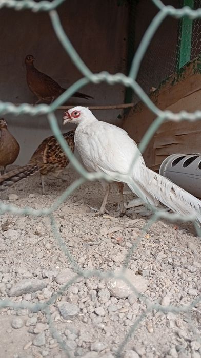 Продам фазанов по 250 000