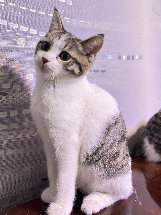 скоттиш страйт 4 месяцев