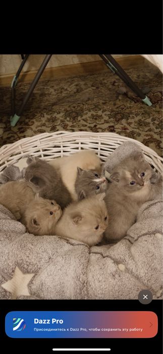 Продам котёнки британские