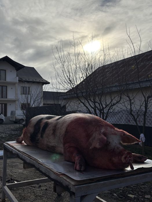 Tabla cutata colorata