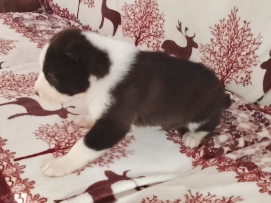 Крупная шикарная девочка САО Алабай